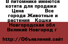 В питомнике имеются котята для продажи › Цена ­ 30 000 - Все города Животные и растения » Кошки   . Новгородская обл.,Великий Новгород г.